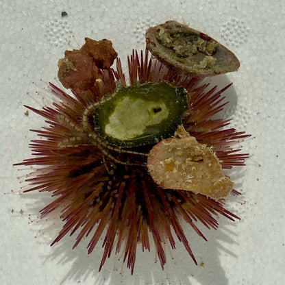 Florida Pincushion Urchin - TBS farm