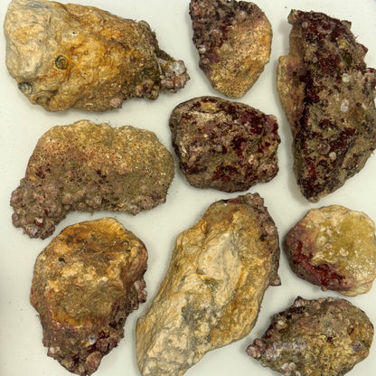 Box of Rox - 8 pounds base live rock