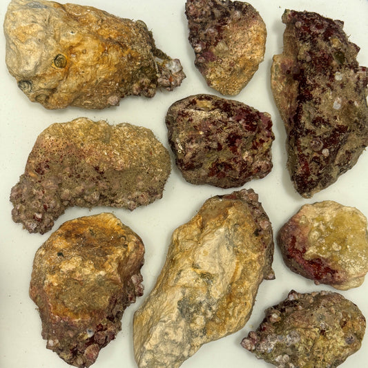 Box of Rox - 8 pounds base live rock