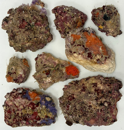 Box of Rox - 8 pounds nano Premium Live Rock