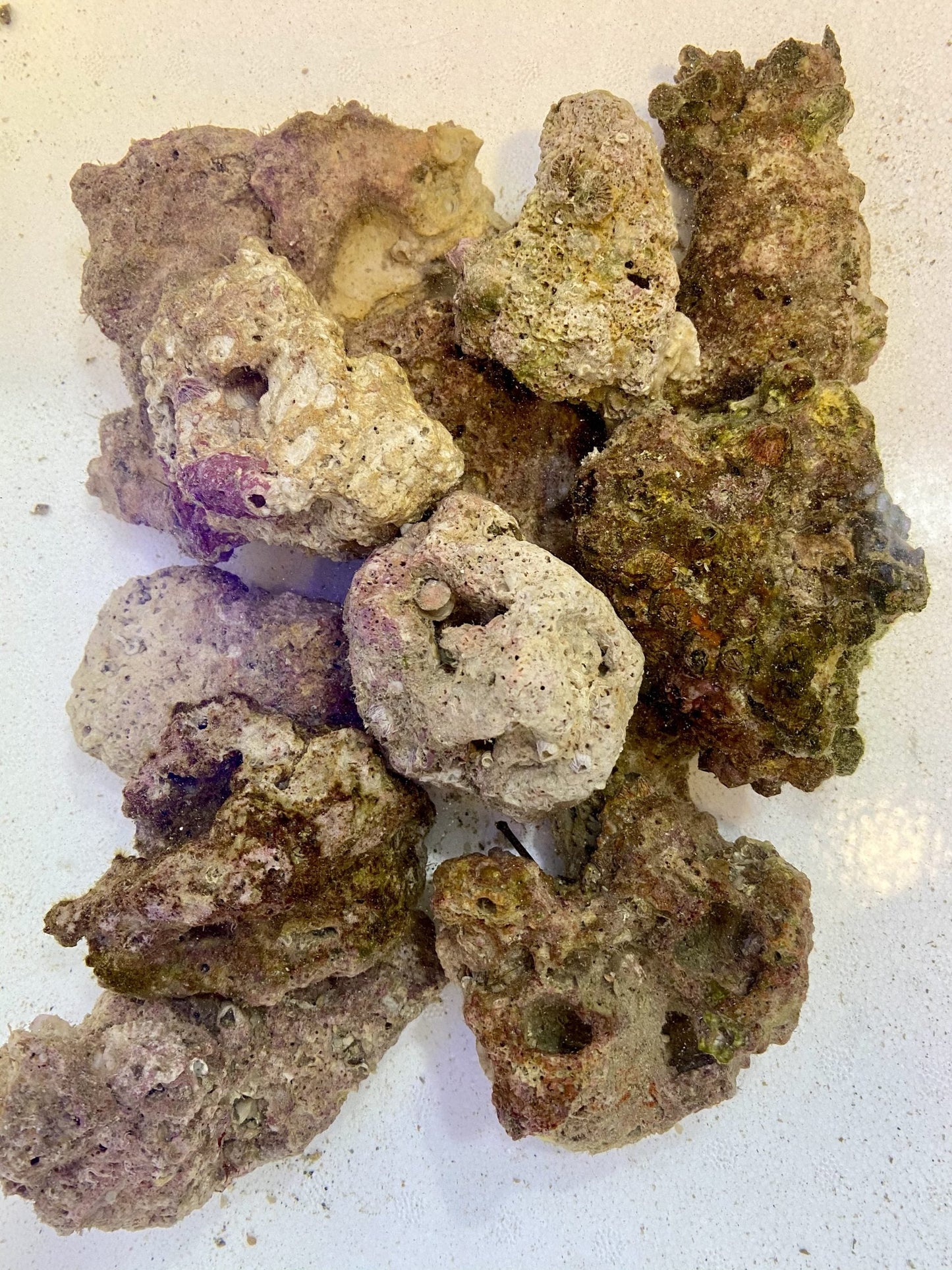 Nano Base Live Rock - Air Cargo