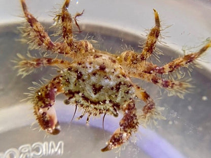 Crab Crate