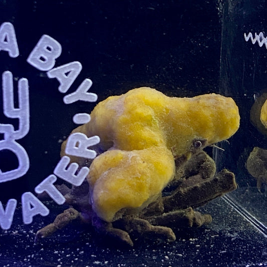 Decorator Crab -TBS Farm