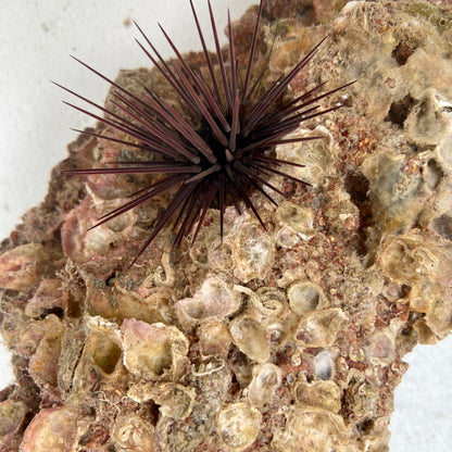 Purple-Spined Urchin - TBS farm