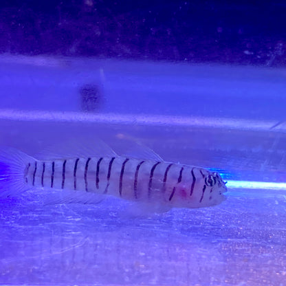 TBS Tiger Goby - TBS farm