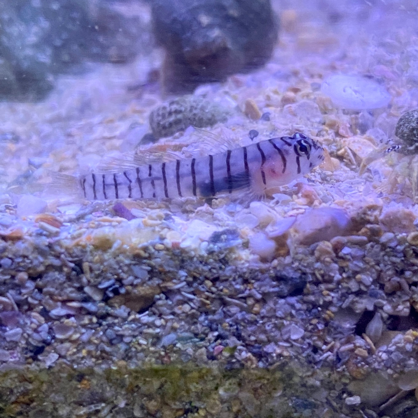 TBS Tiger Goby - TBS farm