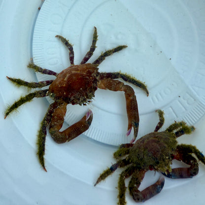 Shaggy Clinging Crab - TBS farm
