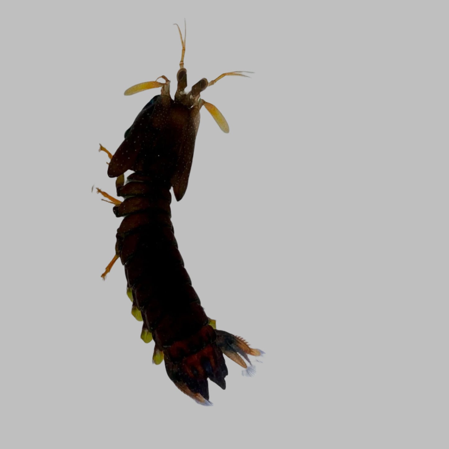 Florida Mantis Shrimp - TBS farm