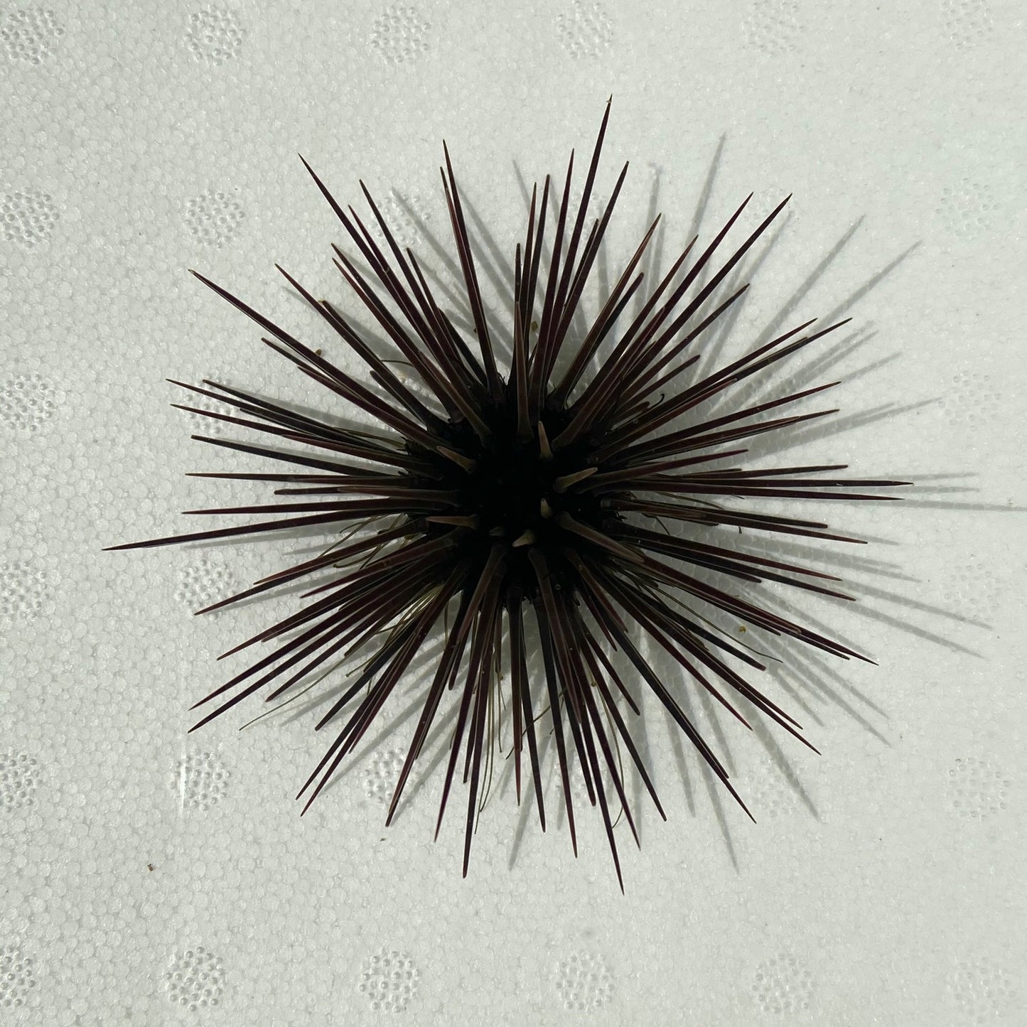 Purple-Spined Urchin - TBS farm