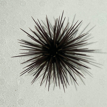 Purple-Spined Urchin - TBS farm