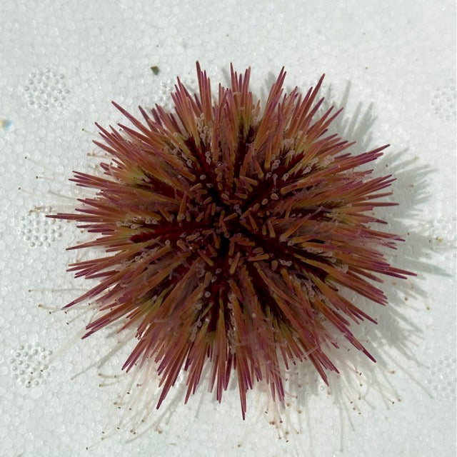 Florida Pincushion Urchin - TBS farm