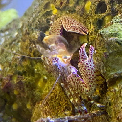 Florida Porcelain Crab - TBS farm