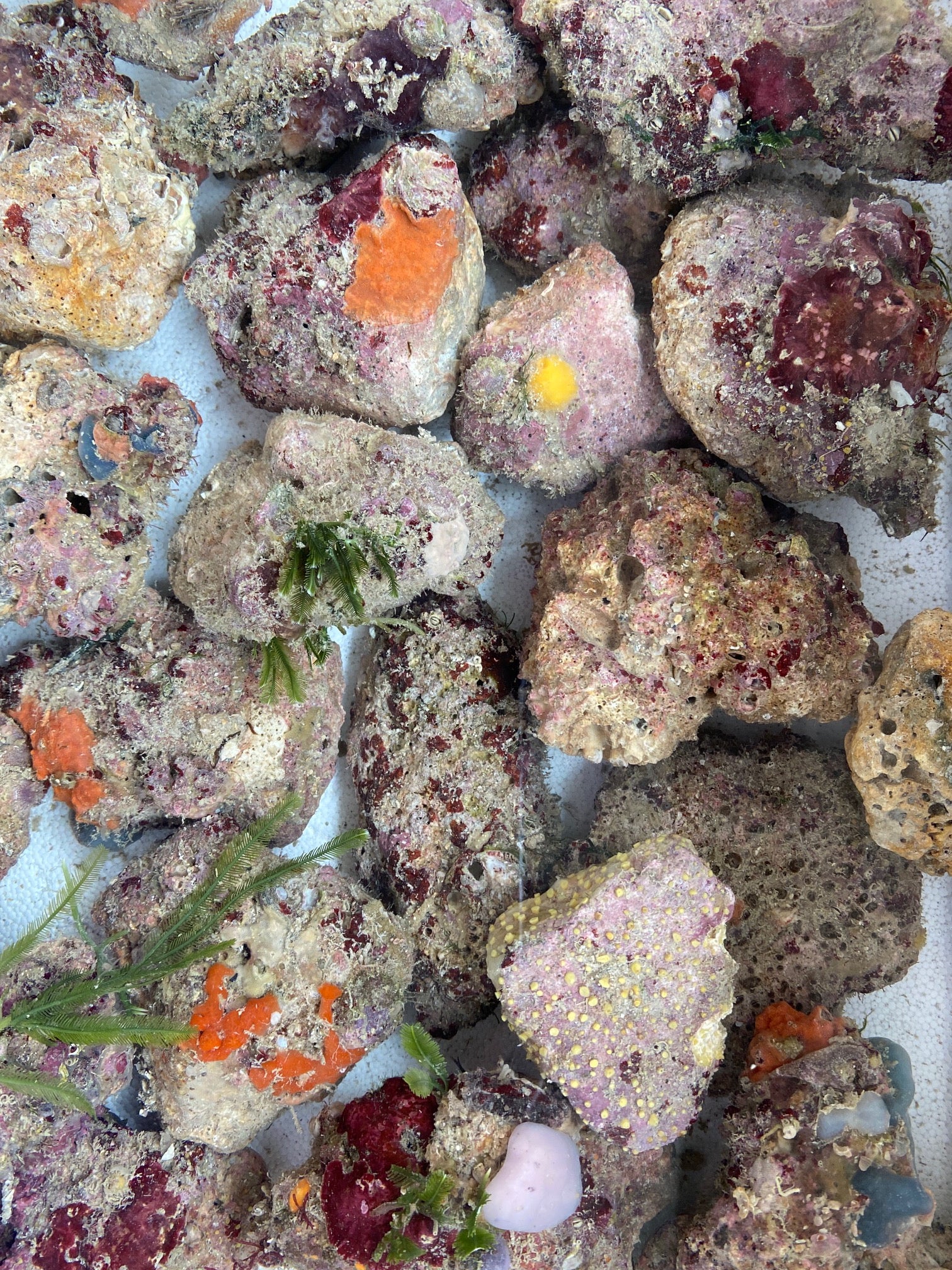 Box of Rox - 12 pounds nano Premium Live Rock – Tampa Bay Saltwater