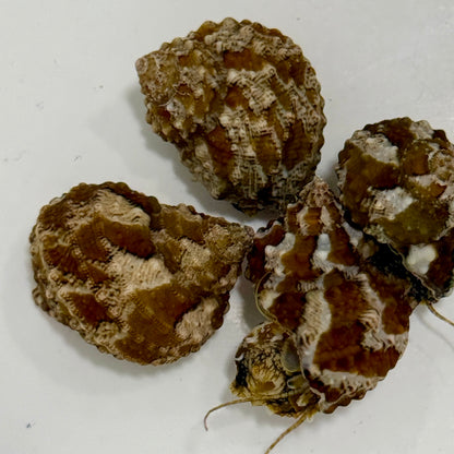 Florida Chestnut Turbo Snail