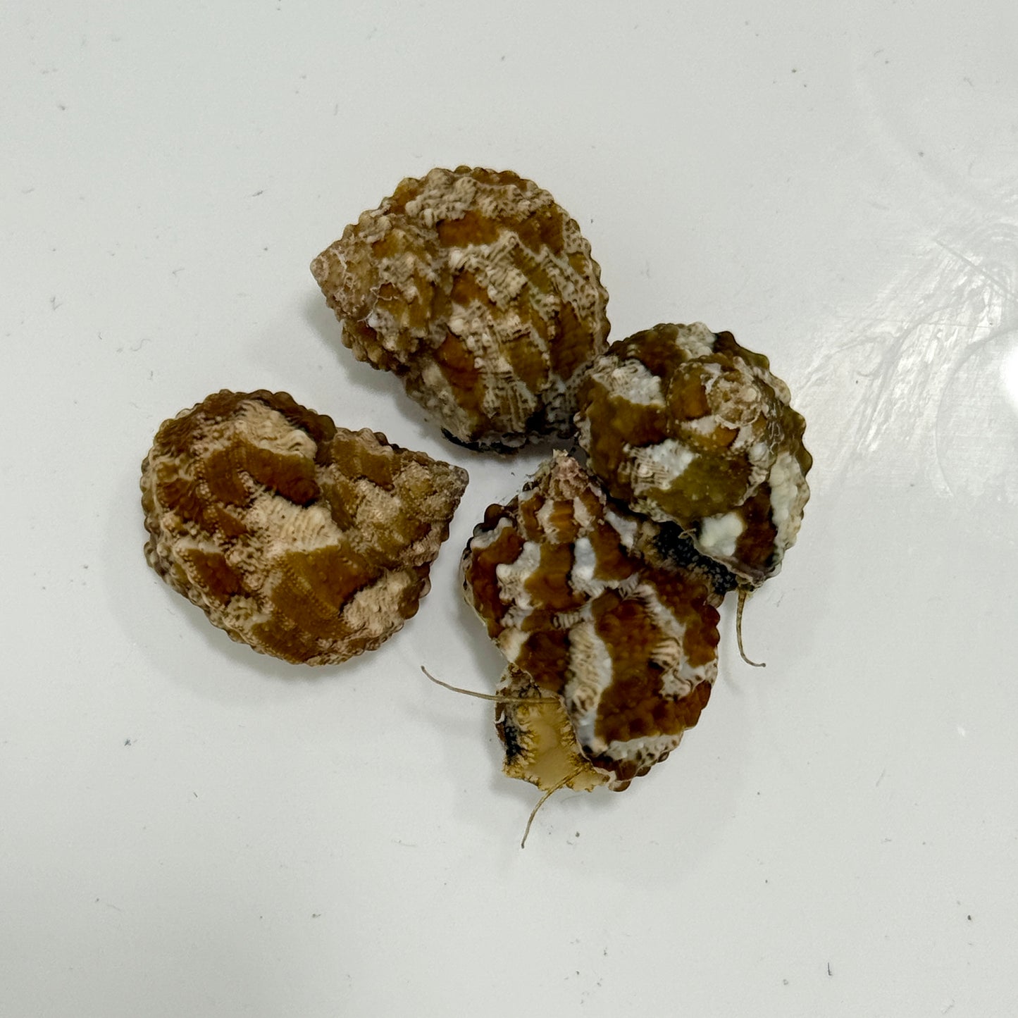 Florida Chestnut Turbo Snail