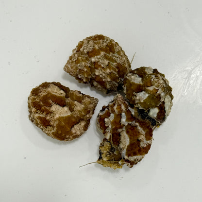 Florida Chestnut Turbo Snail