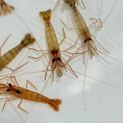 Florida Peppermint Shrimp