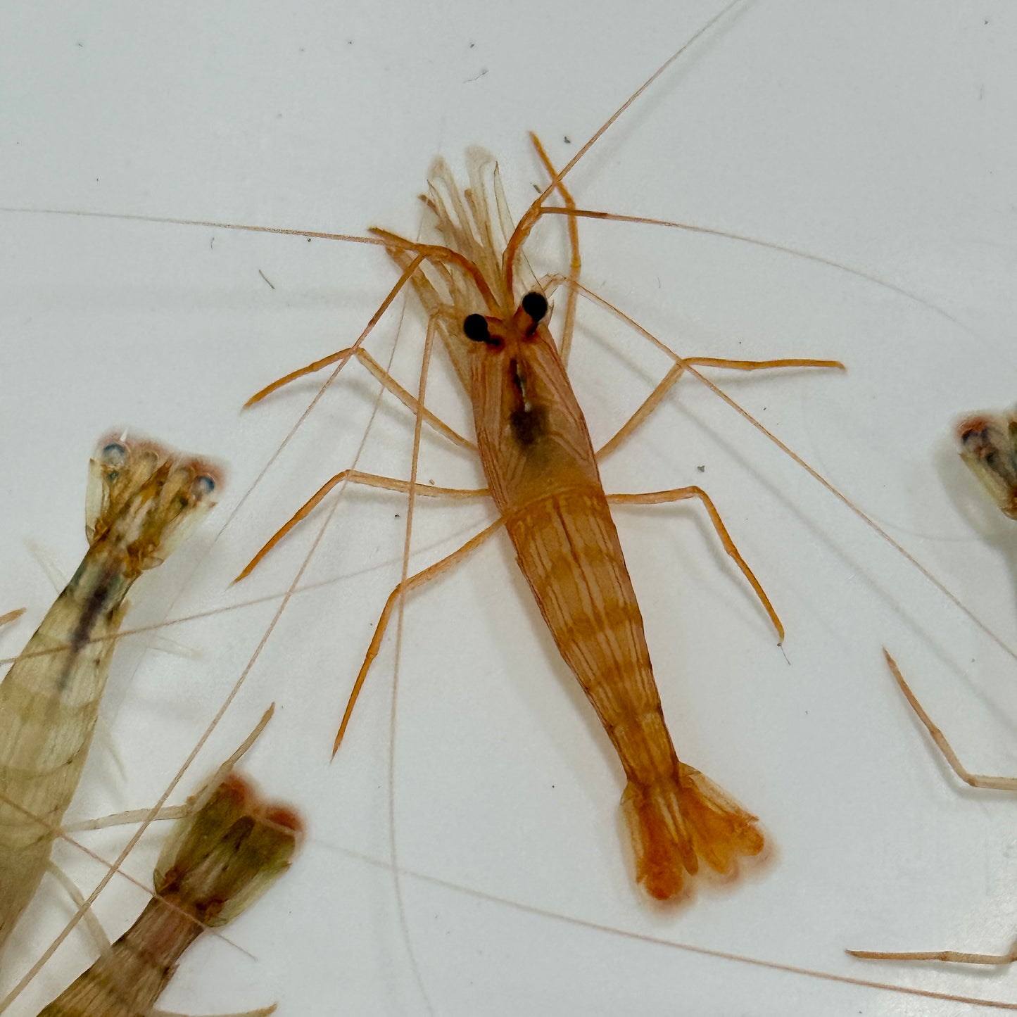 Florida Peppermint Shrimp