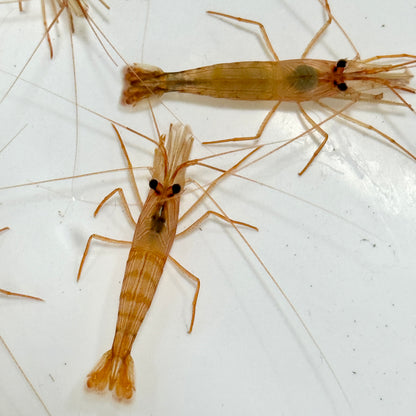 Florida Peppermint Shrimp
