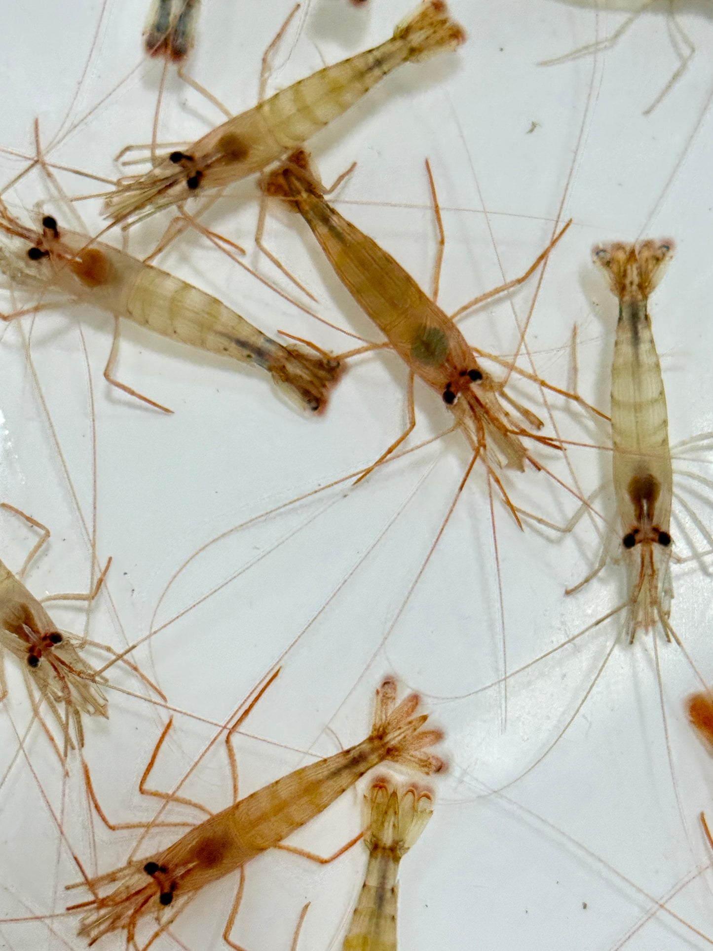 Florida Peppermint Shrimp