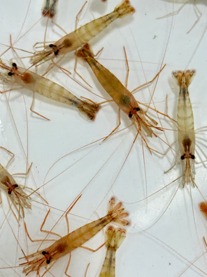 Florida Peppermint Shrimp