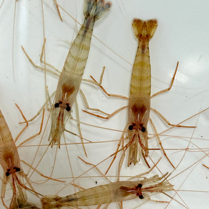 Florida Peppermint Shrimp