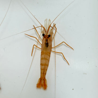 Florida Peppermint Shrimp