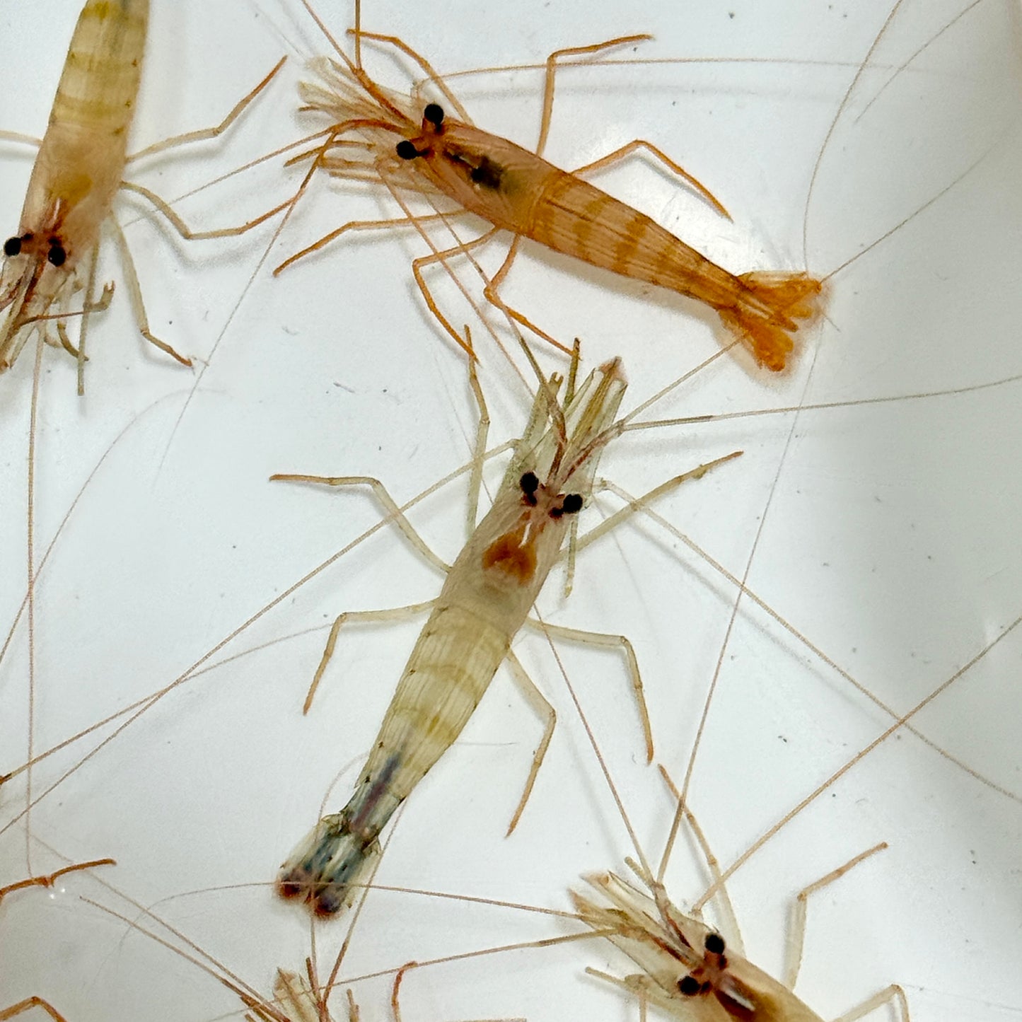 Florida Peppermint Shrimp