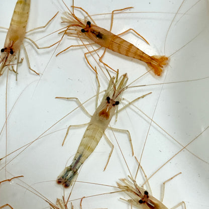 Florida Peppermint Shrimp