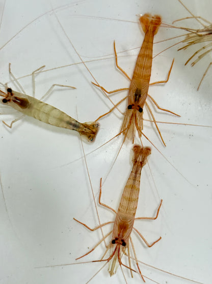 Florida Peppermint Shrimp