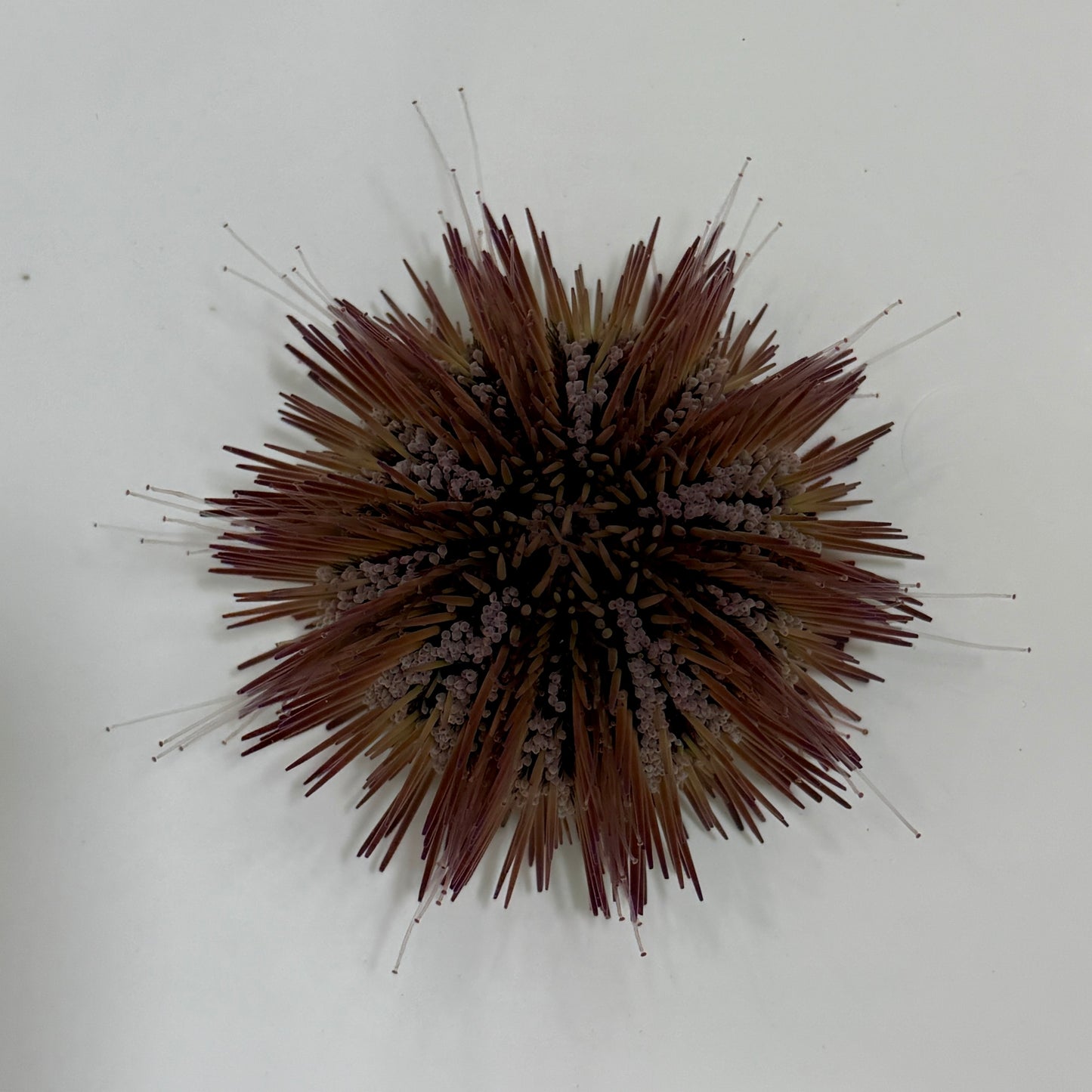 Florida Pincushion Urchin - TBS farm