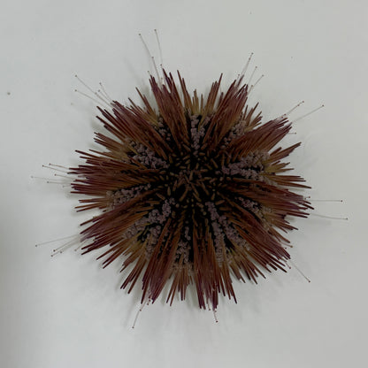 Florida Pincushion Urchin - TBS farm