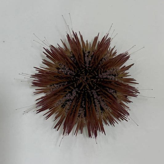 Florida Pincushion Urchin - TBS farm