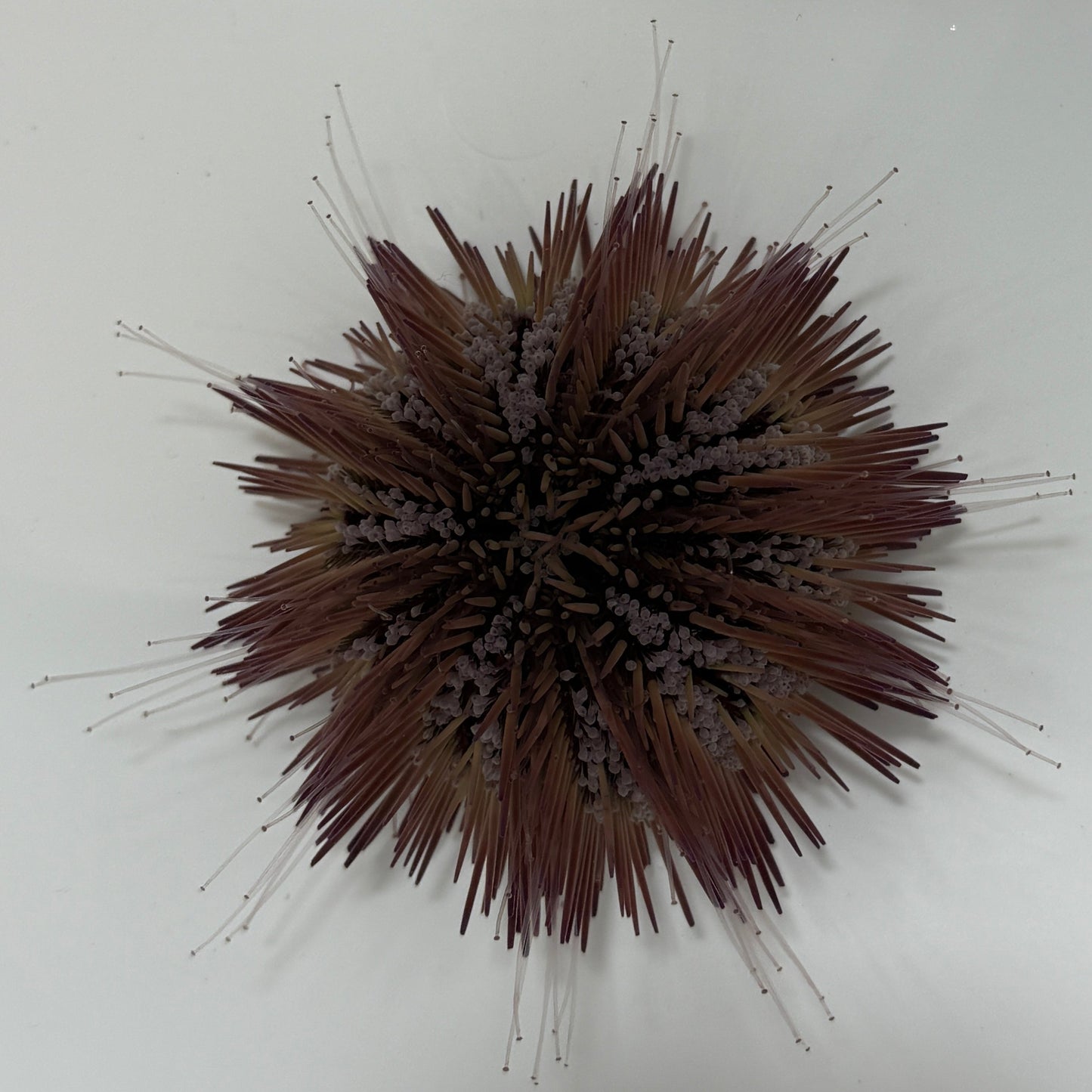 Florida Pincushion Urchin - TBS farm