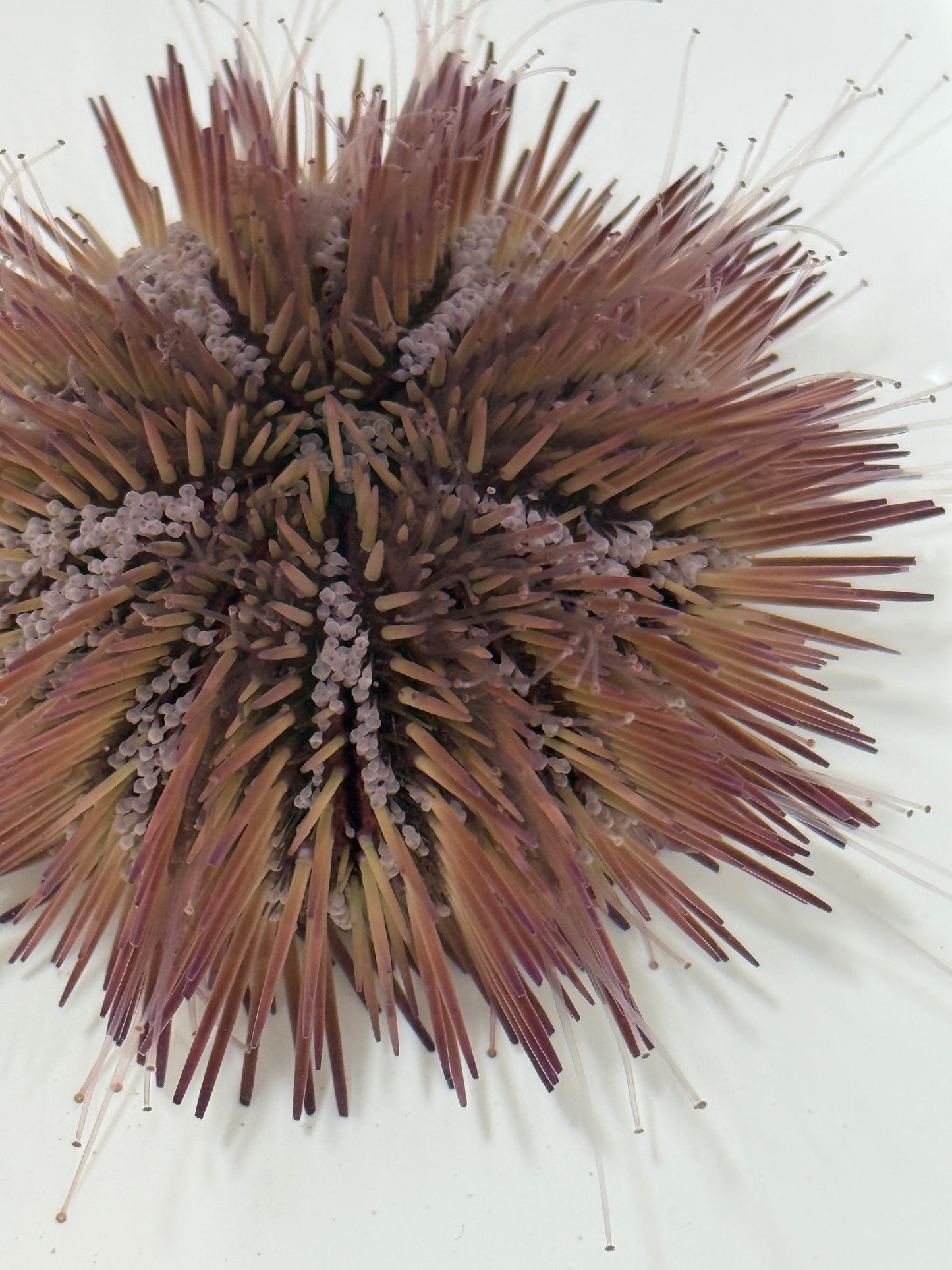 Florida Pincushion Urchin - TBS farm