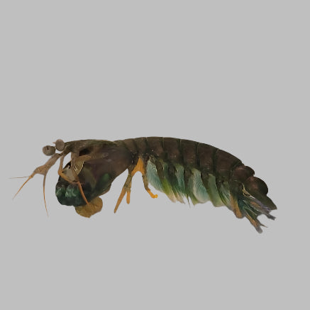 Florida Mantis Shrimp - TBS farm