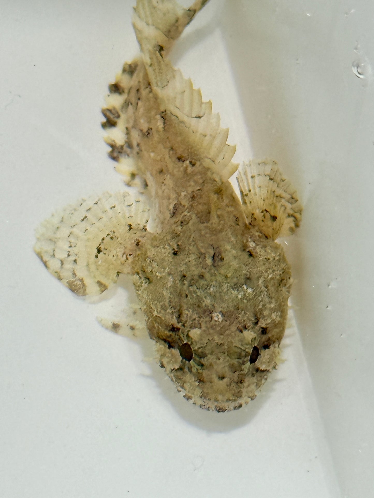 Toadfish (TBS farm origin)