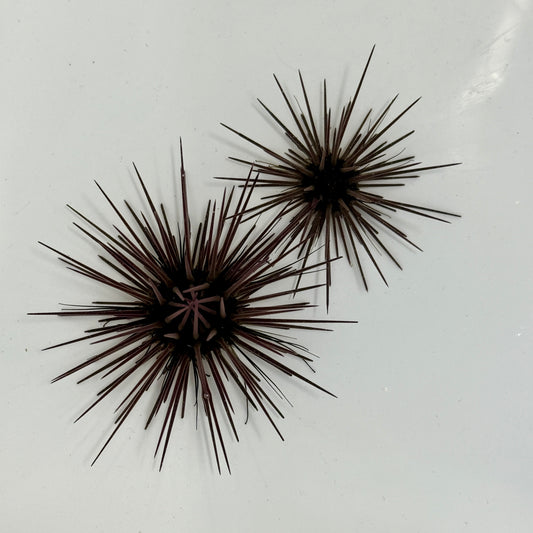 Purple-Spined Urchin - TBS farm