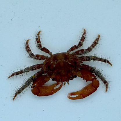 Ruby Mithrax Crab - TBS farm