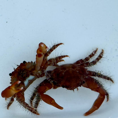 Ruby Mithrax Crab - TBS farm