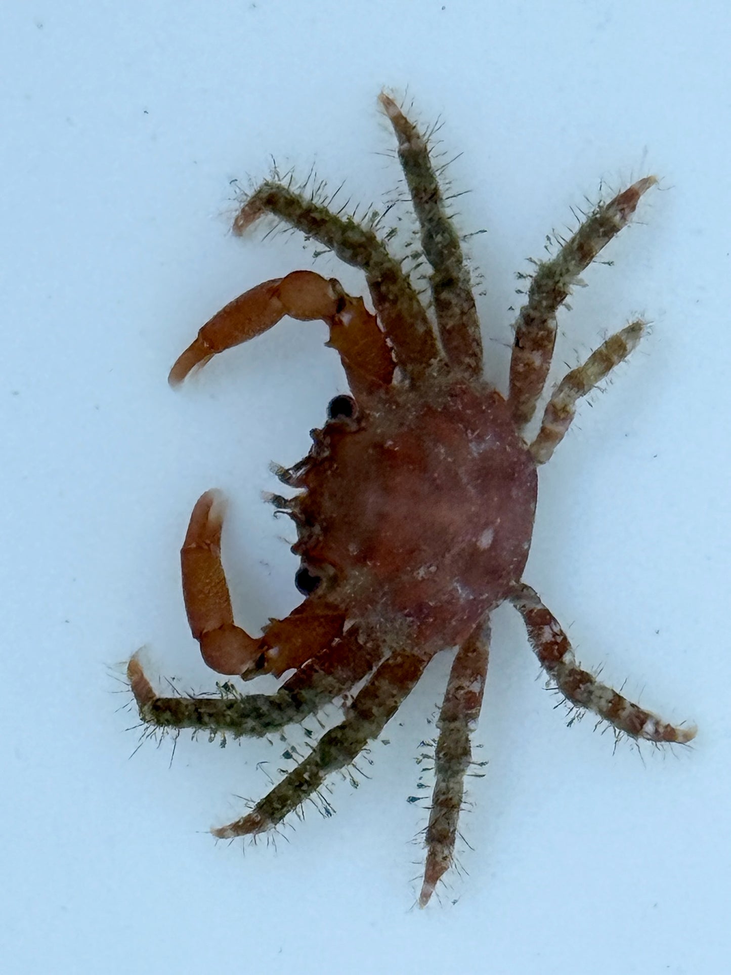 Ruby Mithrax Crab - TBS farm