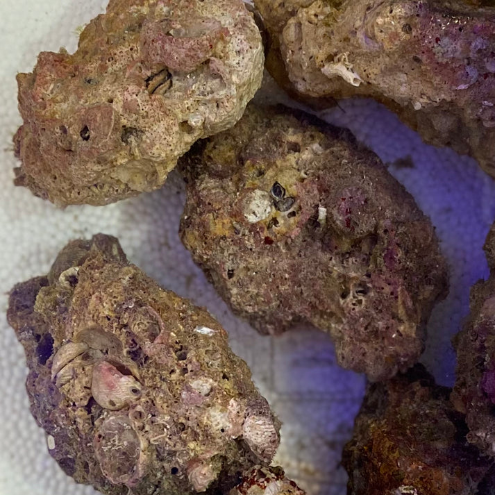 Box of Rox - 15 pounds nano Base Live Rock – Tampa Bay Saltwater