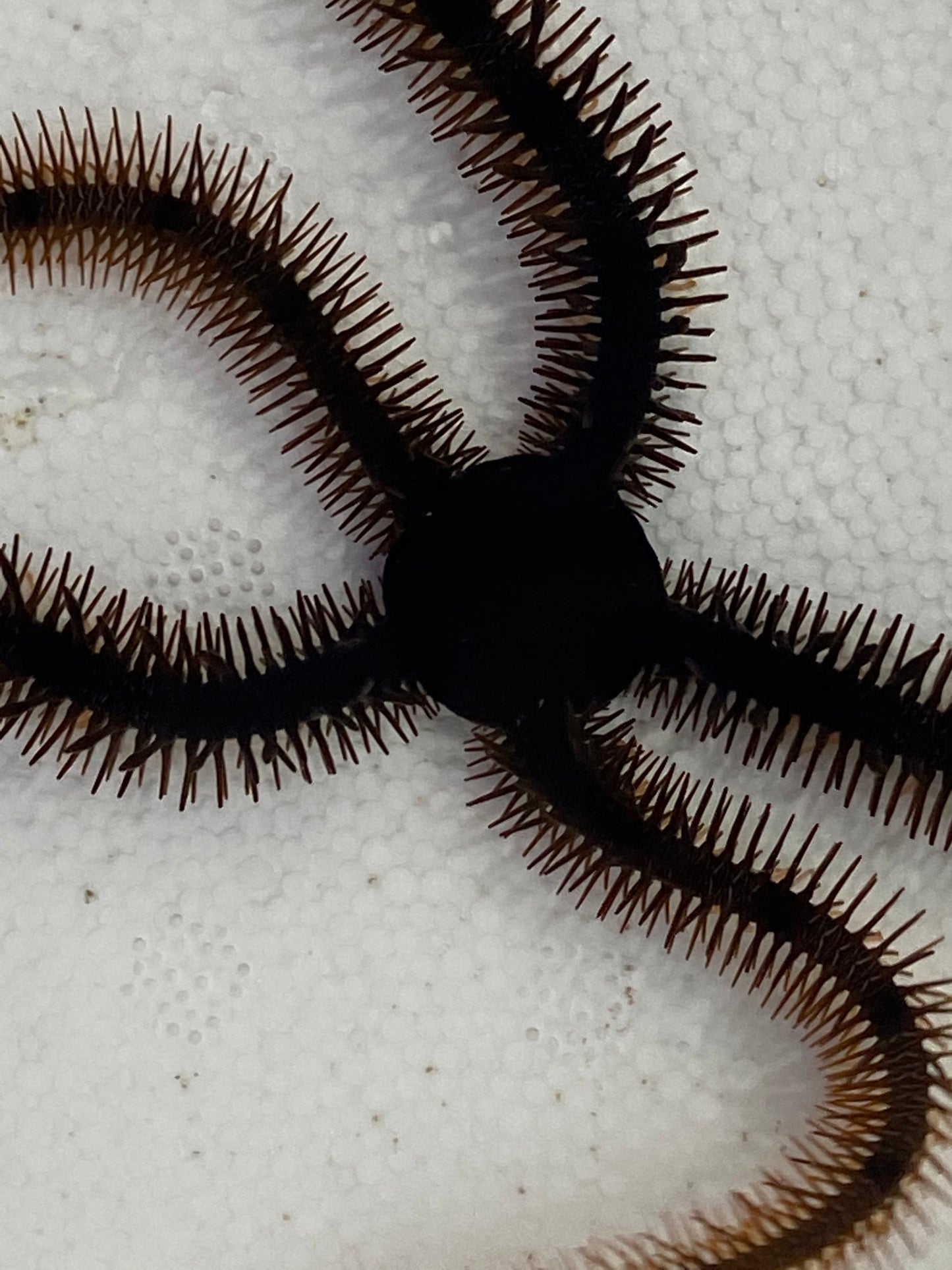 Florida Brittle Starfish