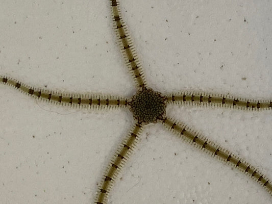 Florida Serpent Starfish