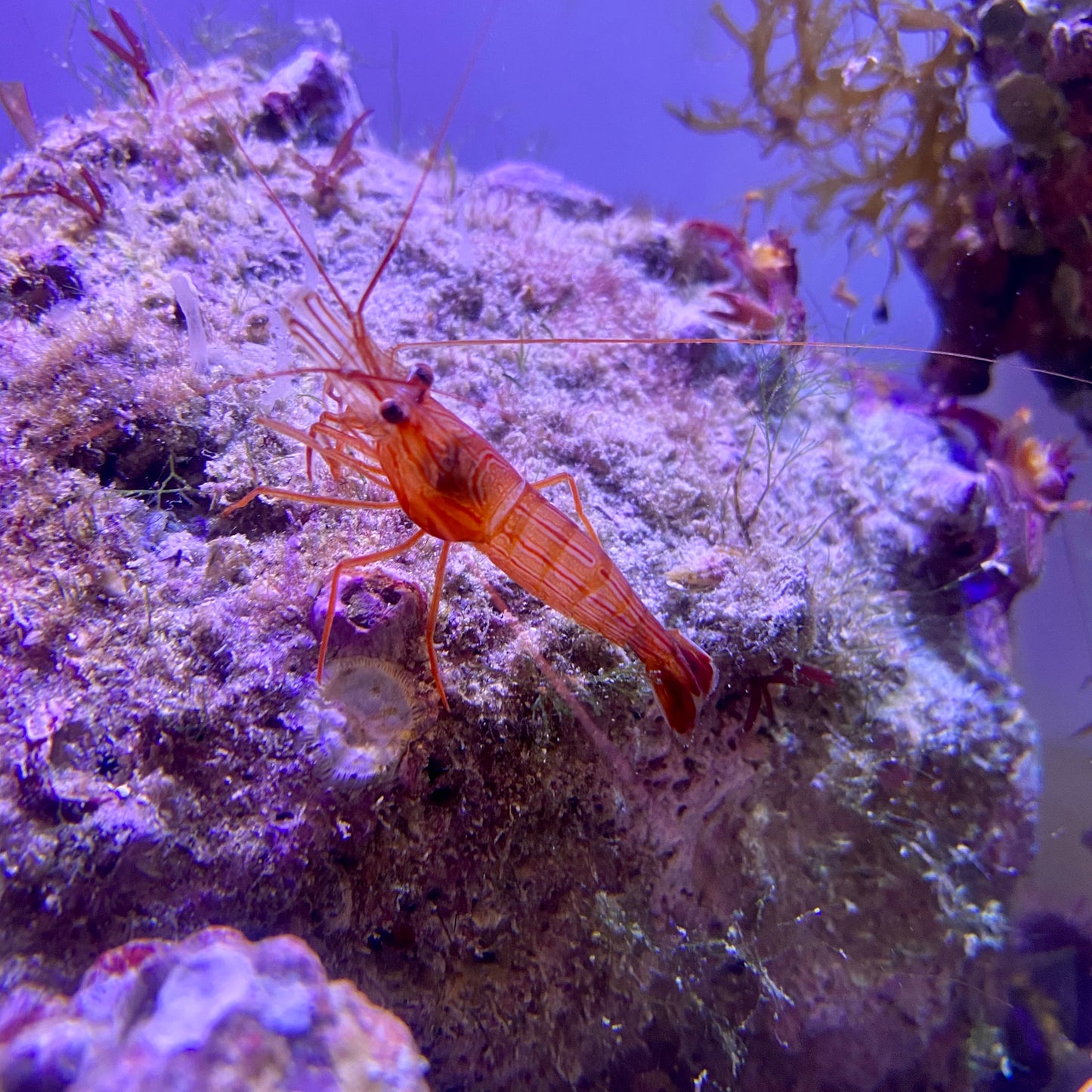 Florida Peppermint Shrimp