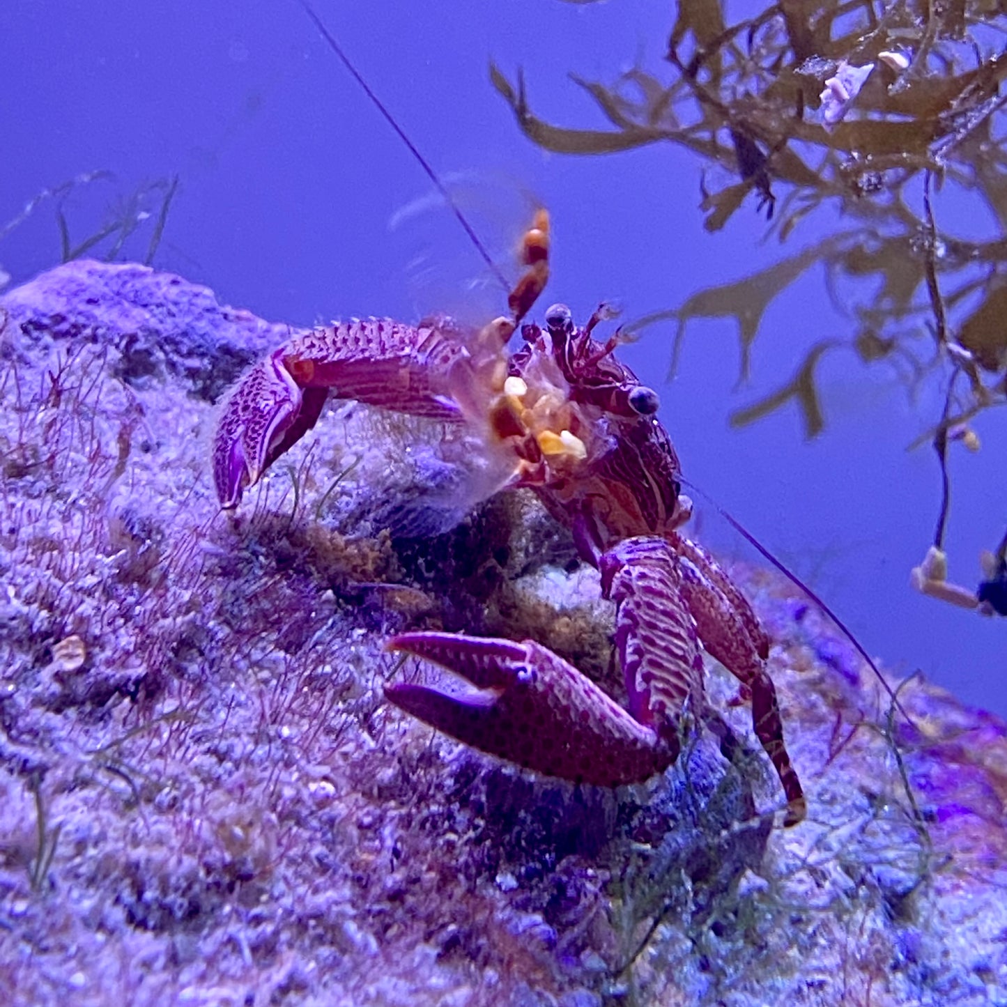 Florida Porcelain Crab - TBS farm