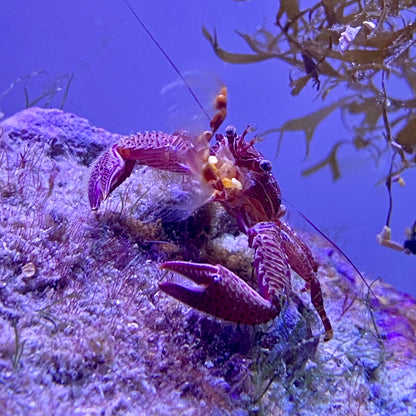 Florida Porcelain Crab - TBS farm