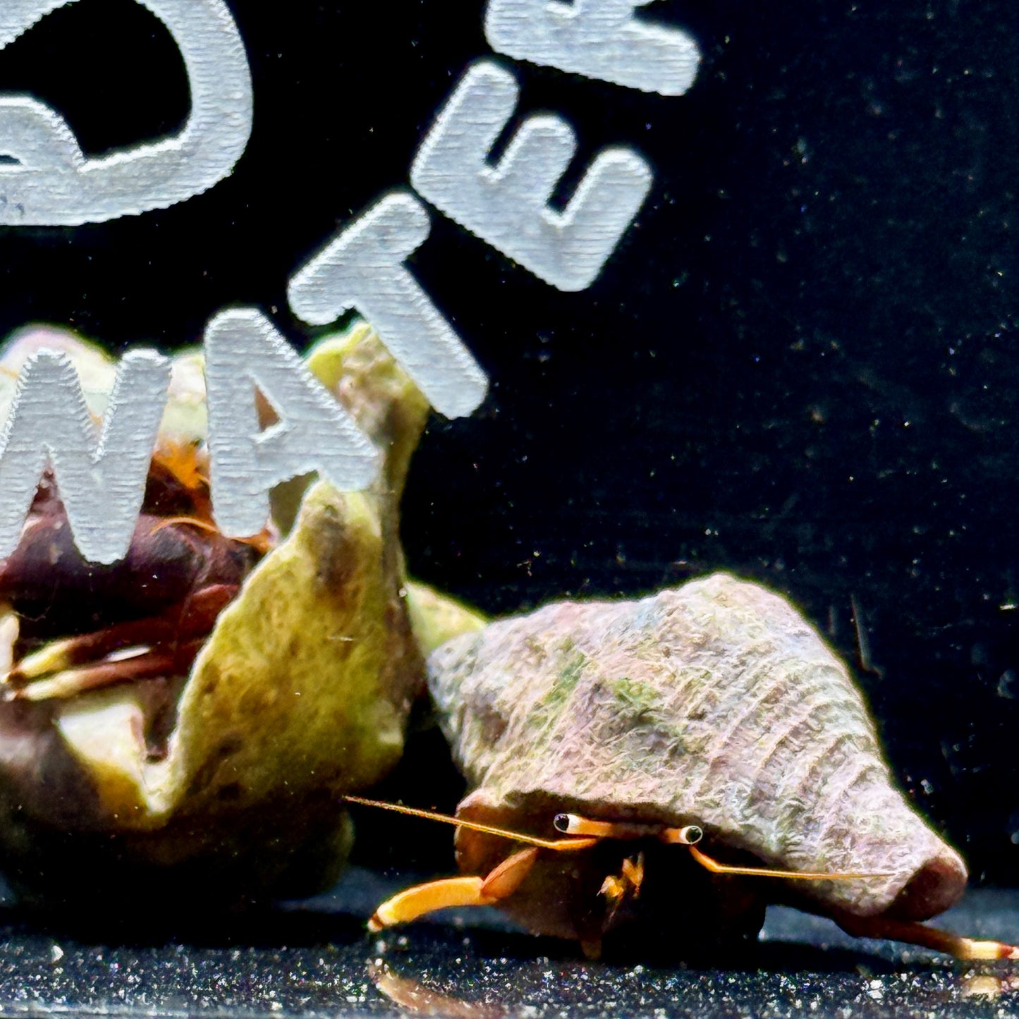 Orange Claw Hermit Crab - TBS farm