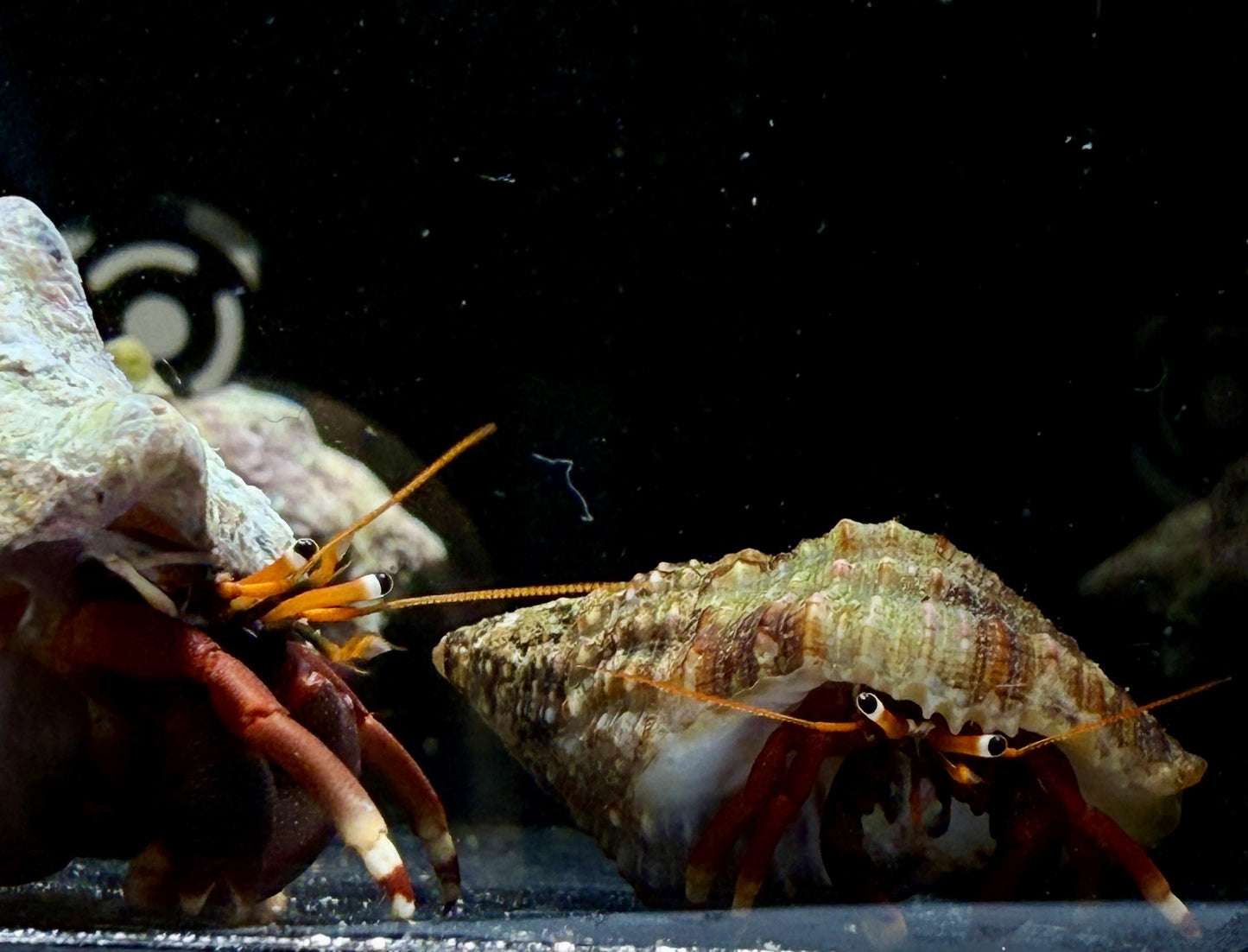 Orange Claw Hermit Crab - TBS farm