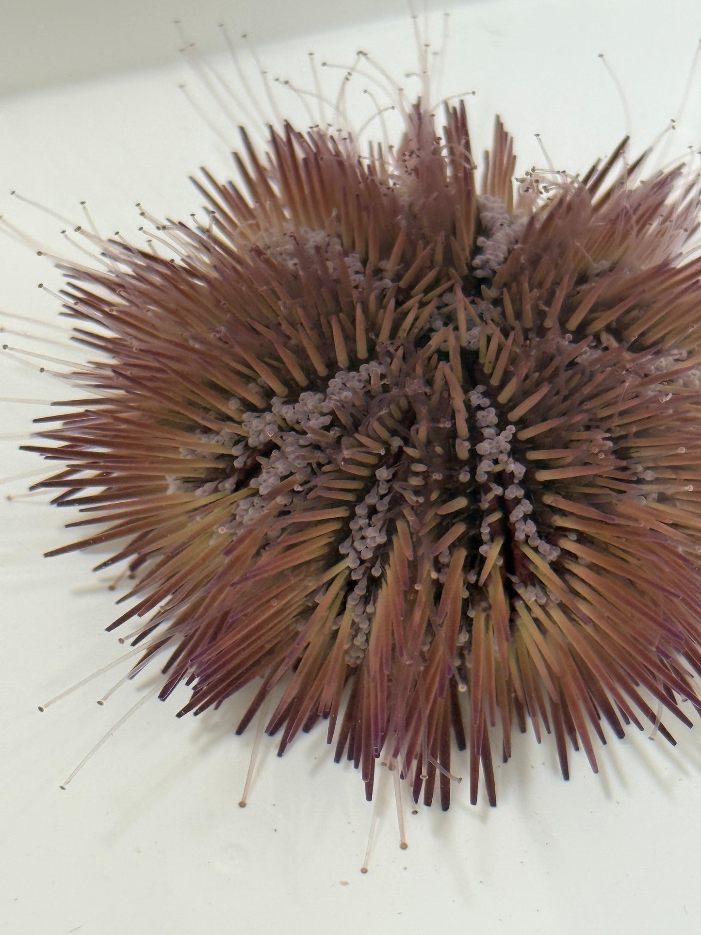 Florida Pincushion Urchin - TBS farm